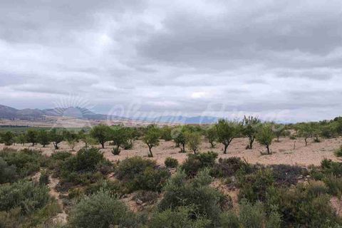 Landejendom i Caudete, Albacete, Caudete - € 39.000 | Ref: SF0580 - foto 18